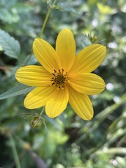 Bidens polylepis