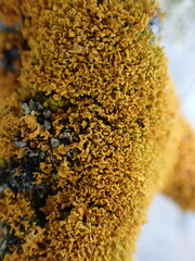 Xanthoria