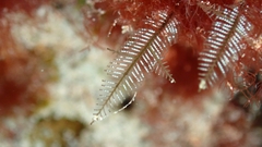Macrorhynchia philippina