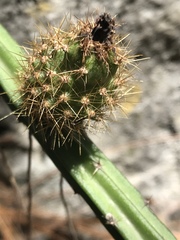 Selenicereus spinulosus