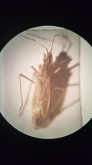Nabis pseudoferus
