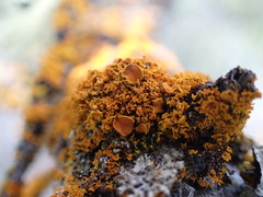 Xanthoria