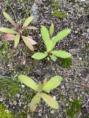 Chamaenerion angustifolium