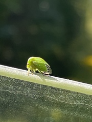 Spissistilus festinus