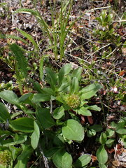 Solidago multiradiata