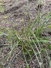 Carex aquatilis