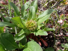 Solidago multiradiata