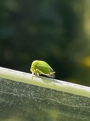 Spissistilus festinus