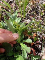 Solidago multiradiata