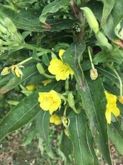 Oenothera