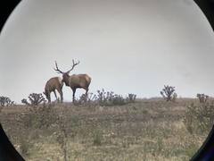 Cervus canadensis nannodes