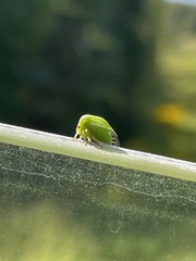 Spissistilus festinus