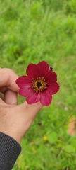 Cosmos scabiosoides