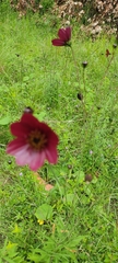 Cosmos scabiosoides