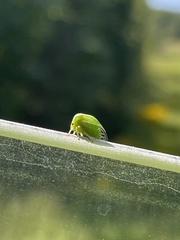 Spissistilus festinus