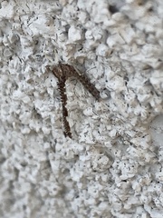 Callibaetis