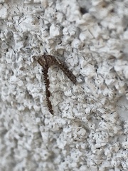 Callibaetis