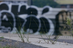 Poa compressa