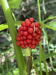 Arisaema triphyllum