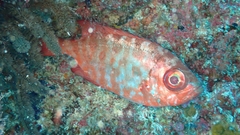 Heteropriacanthus fulgens