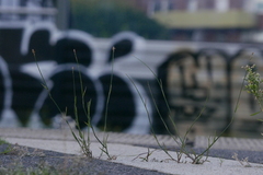 Poa compressa