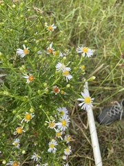 Symphyotrichum firmum