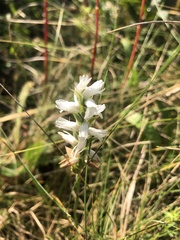 Spiranthes cernua