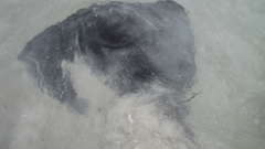 Bathytoshia brevicaudata