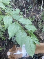 Prunus