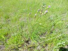 Scorzonera purpurea