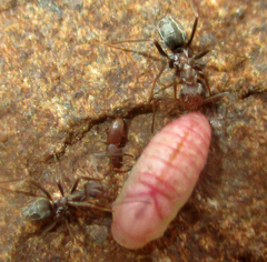 Anoplolepis custodiens