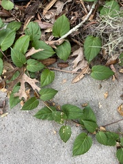 Paederia foetida