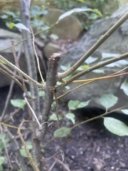 Prunus