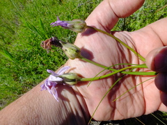 Scorzonera purpurea