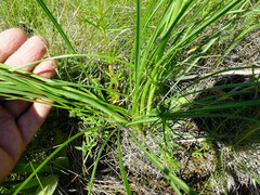 Scorzonera purpurea
