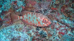 Heteropriacanthus fulgens