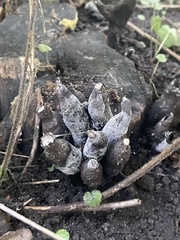 Xylaria polymorpha