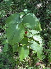 Arisaema triphyllum