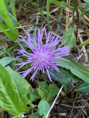Centaurea nigrescens