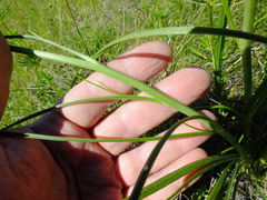 Scorzonera purpurea