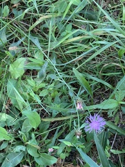 Centaurea nigrescens