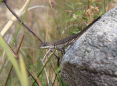 Tropidurus