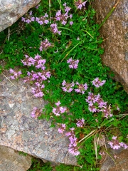 Thymus quinquecostatus