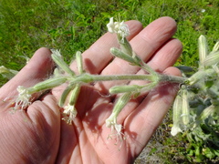 Silene viscosa