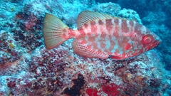 Heteropriacanthus fulgens