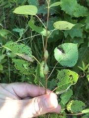 Euhexomyza schineri
