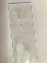 Pluteus