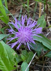 Centaurea nigrescens