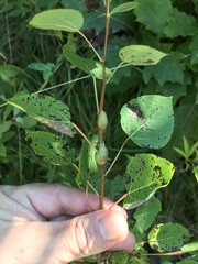 Euhexomyza schineri