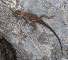 Tropidurus